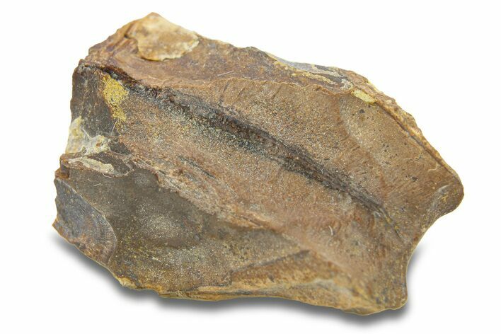 Dinosaur (Triceratops) Tooth - Wyoming #289162